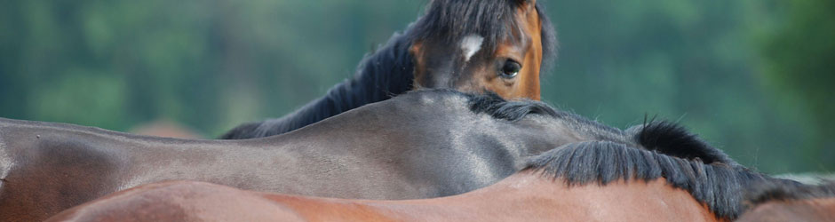 Foto von Elke Zumbrink - best-of-shots - Pferd schaut über Pferderücken