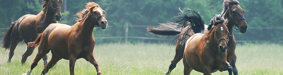 Foto von Elke Zumbrink - best-of-shots - Pferde auf Pferdekoppel